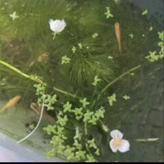 水草　浮草　4種