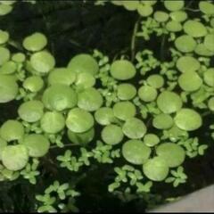水草　浮草　4種の画像