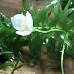 水草　浮草　4種の画像
