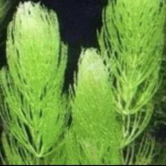 水草　浮草　4種の画像