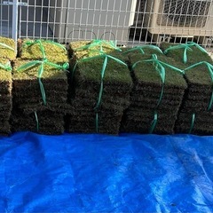 天然芝 姫高麗