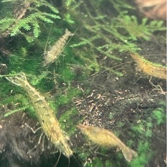 メダカと相性抜群！【ミナミヌマエビ30匹】