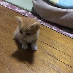 捨て猫の投稿追加画像です