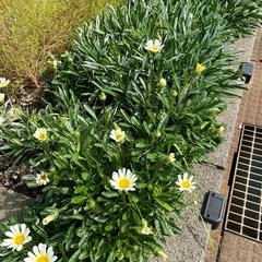 植物　花　ガザニア　2株