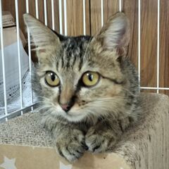 【お試し中】可愛い小柄なキジネコの女の子　里親募集