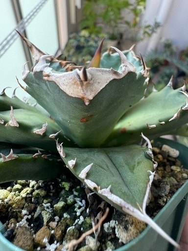 アガベ　チタノタ　ホワイトファイヤー