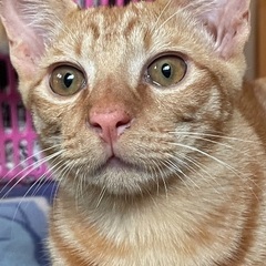 5ヶ月チャトラ✨去勢済み男の子