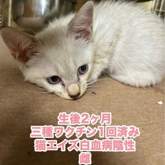 🌸🐈シャム風　ベージュ🐈🌸トライアル決定