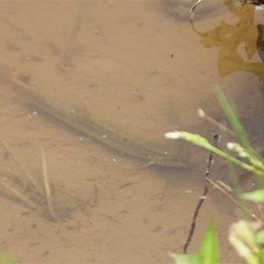 ドジョウとり