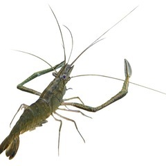 うなぎの筒仕掛けに使うテナガエビをつかまえたいです。