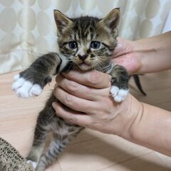 0才子猫　キジトラオス