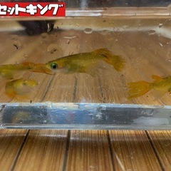 売約済み　年内1度のみ出品予定‼️🐟メダカ　サンセットキング🐟　...