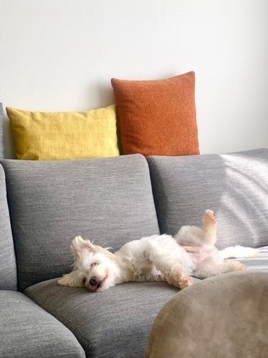 【早い発送可能‼︎】ニトリ　L字型ソファ　　NポケットA15 左ひじカウチ　グレー