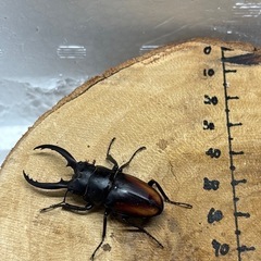 【新成虫】レニノコギリクワガタ 新成虫 CBF２ オス単