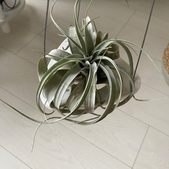 植物ハンガーの画像