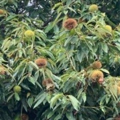 予約ページ揖斐川町の生栗①1キロの画像