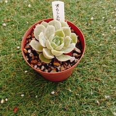 多肉植物 オウンスロー