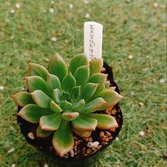 多肉植物 エメラルドリップ