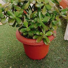 決まりました。多肉植物 金のなる木