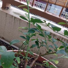 ブルーベリー