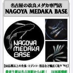 【人気】夜桜ゴールド店頭販売します‼️♢名古屋改良メダカ直売所♢ − 愛知県