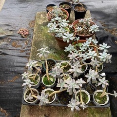 多肉植物の画像