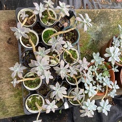 多肉植物