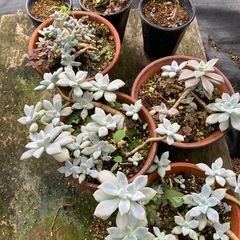 多肉植物の画像