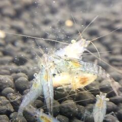 金魚水槽　ヌマエビ　10匹（目分量でいいです）
