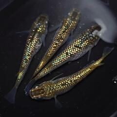 完売🙇🐟️１８ｋゴールド🐟️2ペア❗️　キラキラです✨️　№15の画像