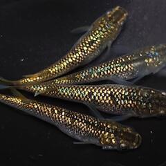 完売🙇🐟️１８ｋゴールド🐟️2ペア❗️　キラキラです✨️　№15
