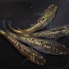 完売🙇🐟️１８ｋゴールド🐟️2ペア❗️　キラキラです✨️　№15の画像