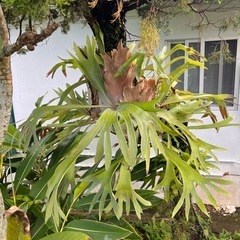 ✨コウモリ蘭✨の画像