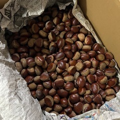 決まりました！揖斐川の生栗④1キロ