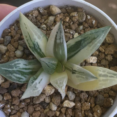 クロムチカ錦✖︎紫禁城ビクター　交配錦　　ハオルチア　多肉植物