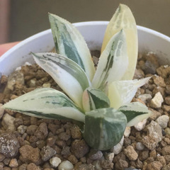 クロムチカ錦✖︎紫禁城ビクター　交配錦　　ハオルチア　多肉植物の画像