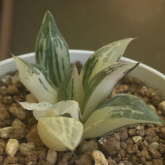 クロムチカ錦✖︎紫禁城ビクター　交配錦　　ハオルチア　多肉植物の画像