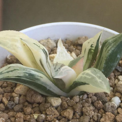 クロムチカ錦✖︎紫禁城ビクター　交配錦　　ハオルチア　多肉植物の画像