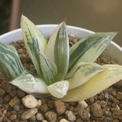 クロムチカ錦✖︎紫禁城ビクター　交配錦　　ハオルチア　多肉植物の画像