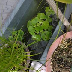 水草姫ホテイアオイ