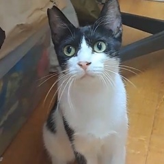 猫が初めての方大歓迎の猫さんです♪