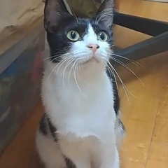 猫が初めての方大歓迎の猫さんです♪ - 名古屋市