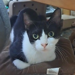 猫が初めての方大歓迎の猫さんです♪ - 猫