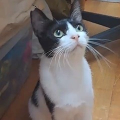 猫が初めての方大歓迎の猫さんです♪ - 里親募集