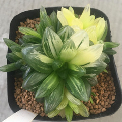 オブツーサ錦　花火　群生　ハオルチア　多肉植物の画像