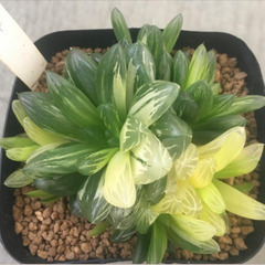 オブツーサ錦　花火　群生　ハオルチア　多肉植物