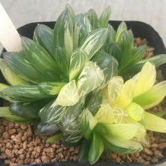 オブツーサ錦　花火　群生　ハオルチア　多肉植物の画像