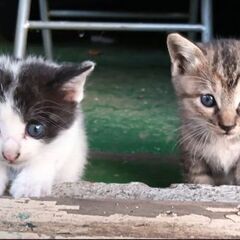 ★幸せの里を★生後1ヶ月の子猫4匹の家を探しています