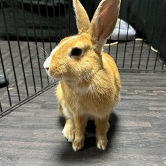 うさぎの里親募集！青森県弘前市