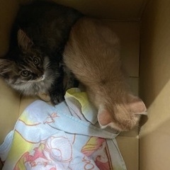 1ヶ月半の2匹の子猫♡元気で可愛い